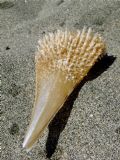 Pinna nobilis